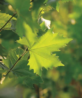 Platanus_1.jpg