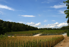 noticia_forestal_2.jpg