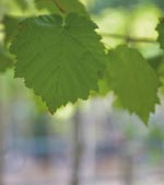 Corylus colurna