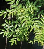 Fraxinus excelsior 'Westhof's Glorie'