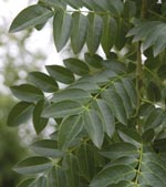 Sophora japonica 'Fleright' PRINCETON UPRIGHT