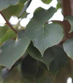 Tilia cordata 'Greenspire'