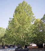 Tilia cordata