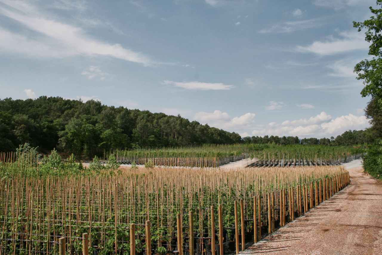 03-20100604-Spain-Barcelona-Belloch-Viveros-Equipo-Urbidermis-08-x1700